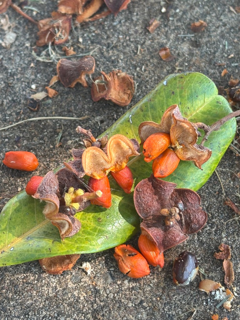 El zapote, en sus distintas variedades —mamey, negro, blanco, chicozapote—, es originario de Mesoamérica y Sudamérica. Desde tiempos precolombinos, ha sido cultivado y reverenciado por civilizaciones indígenas como los mayas y los mexicas, no sólo por su valor nutritivo, sino por su simbolismo asociado a la fertilidad, la abundancia y lo sagrado. Su nombre proviene del náhuatl tzapotl, que era usado para referirse a frutas dulces y suaves. En muchas regiones de América Latina, el zapote sigue siendo un fruto ancestral que conecta generaciones, tierra y cuerpo.